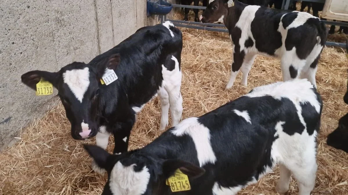 12 x Friesian Heifers 