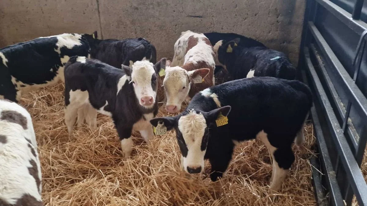 10 Simmental heifer calves