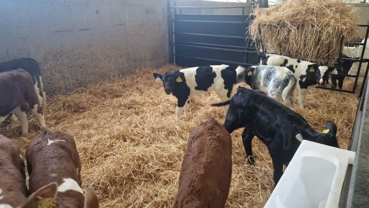 11 Continental heifers