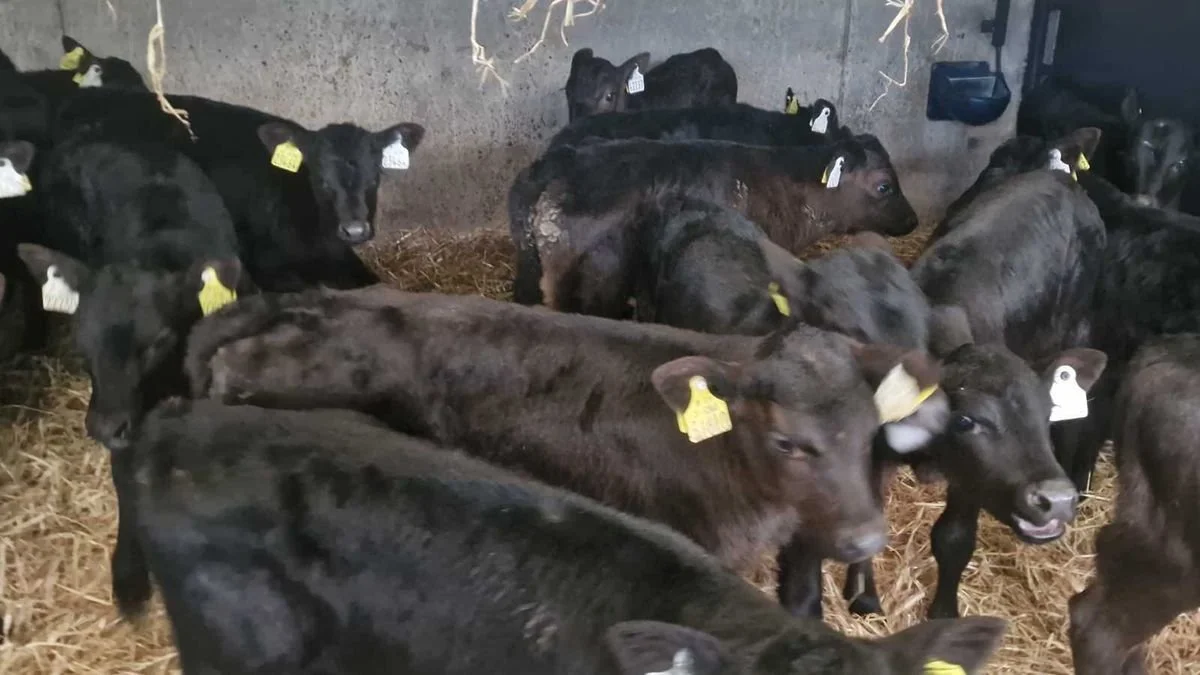 20 Aberdeen Angus heifers