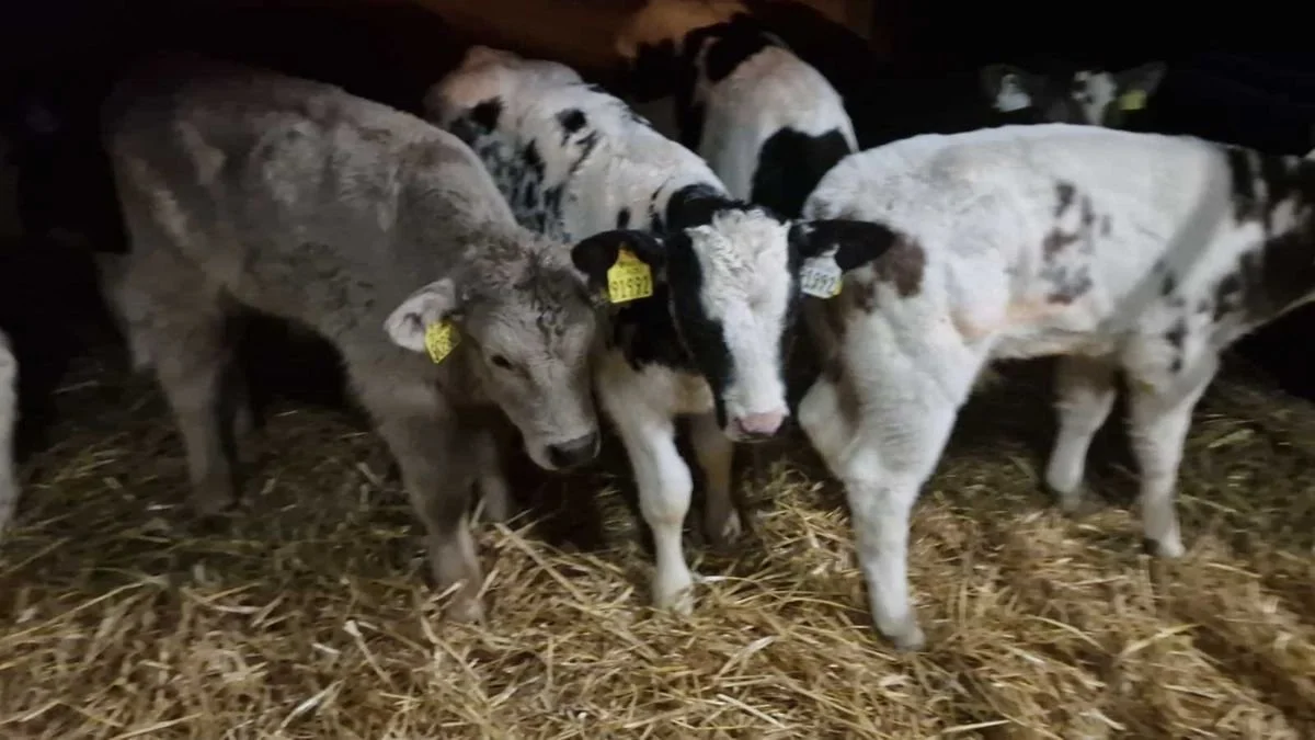 8 Quality Continential bull calves