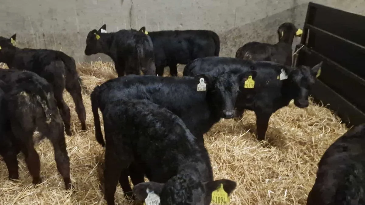 20 Aberdeen Angus Heifers calves