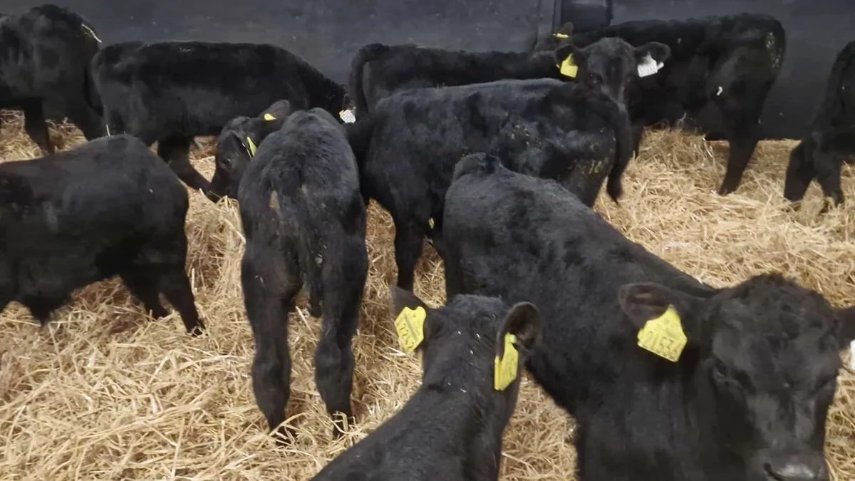 25 Aberdeen Angus bull calves