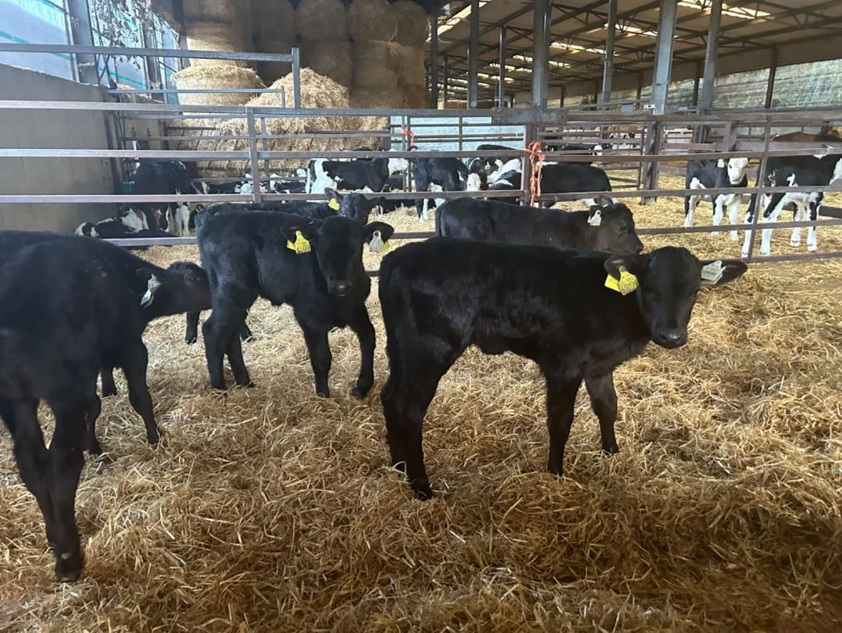 20 TOP ANGUS HEIFERS