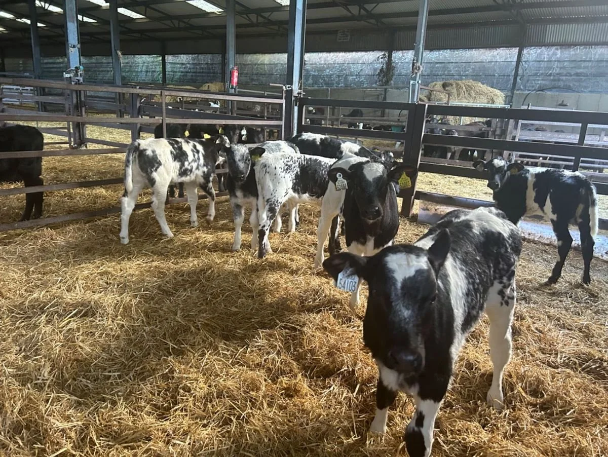15 BELGIAN BLUE HEIFERS