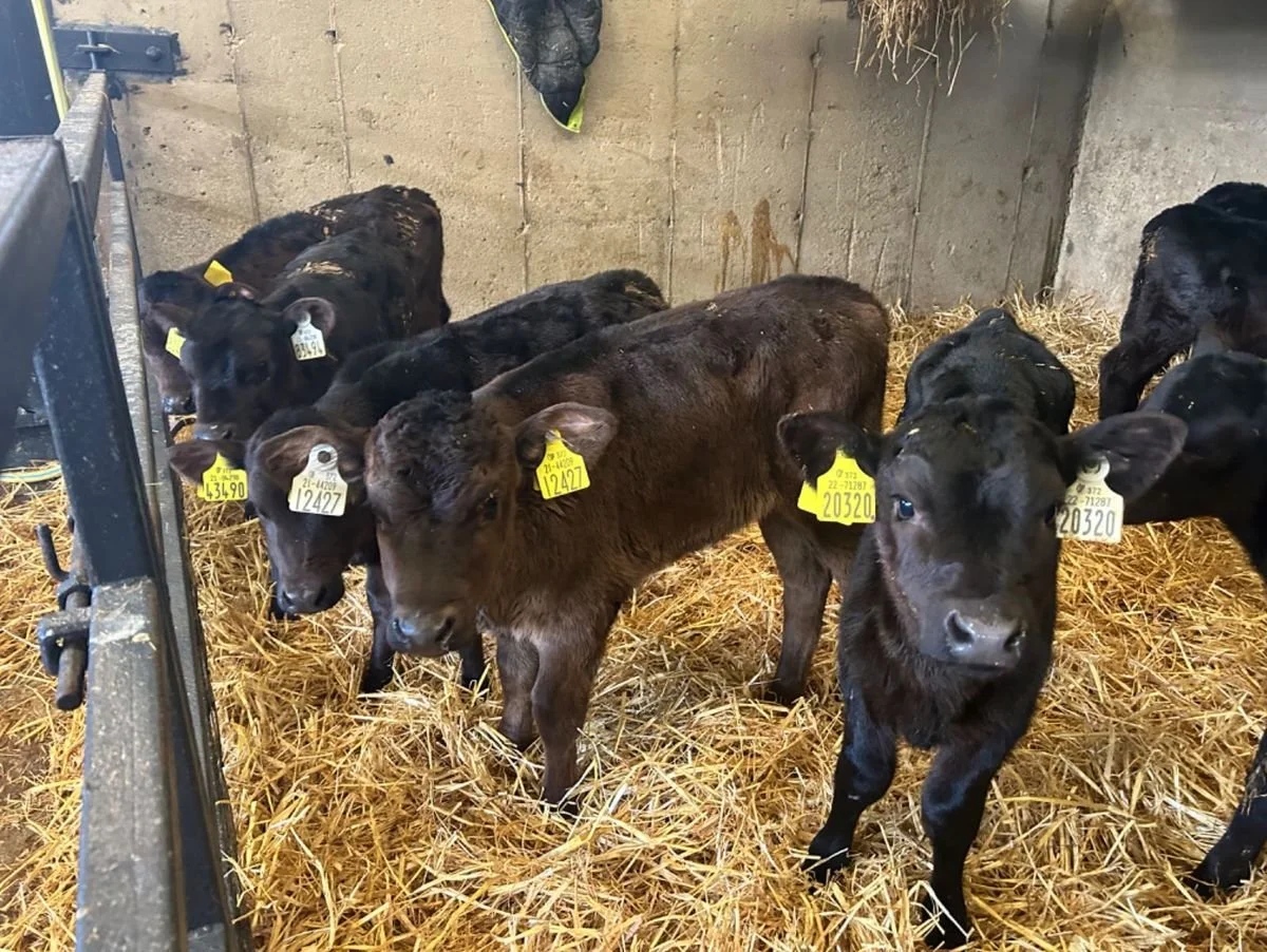 30 Angus heifer calves