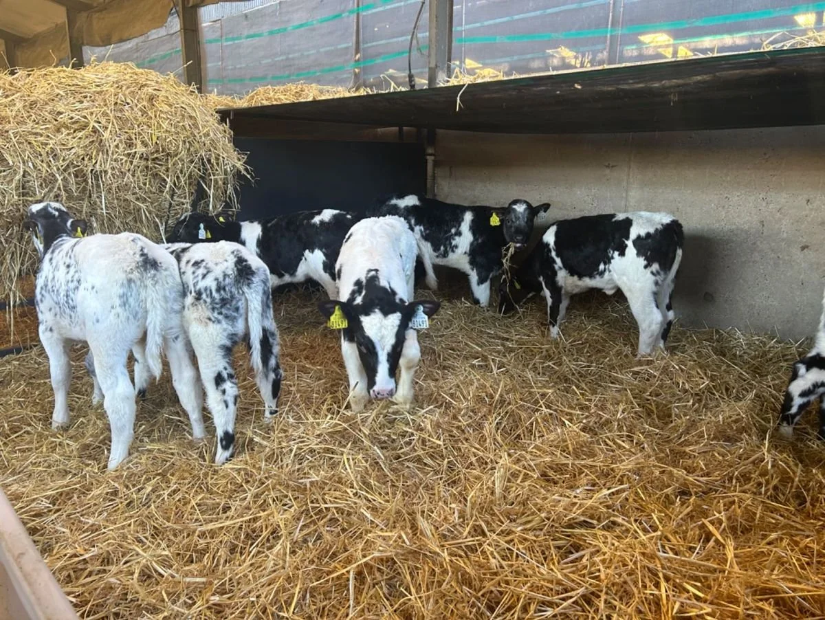 8 Belgian Blue heifers