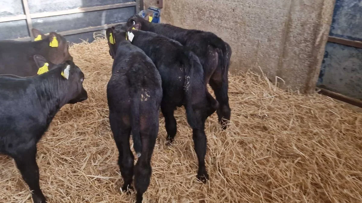 20 Proper Angus bulls for sale