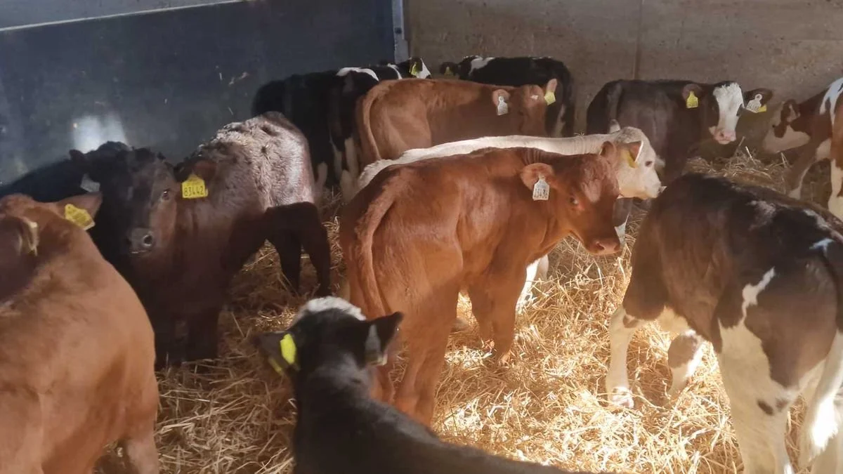 20 QUALITY CONTINENTAL BULLS