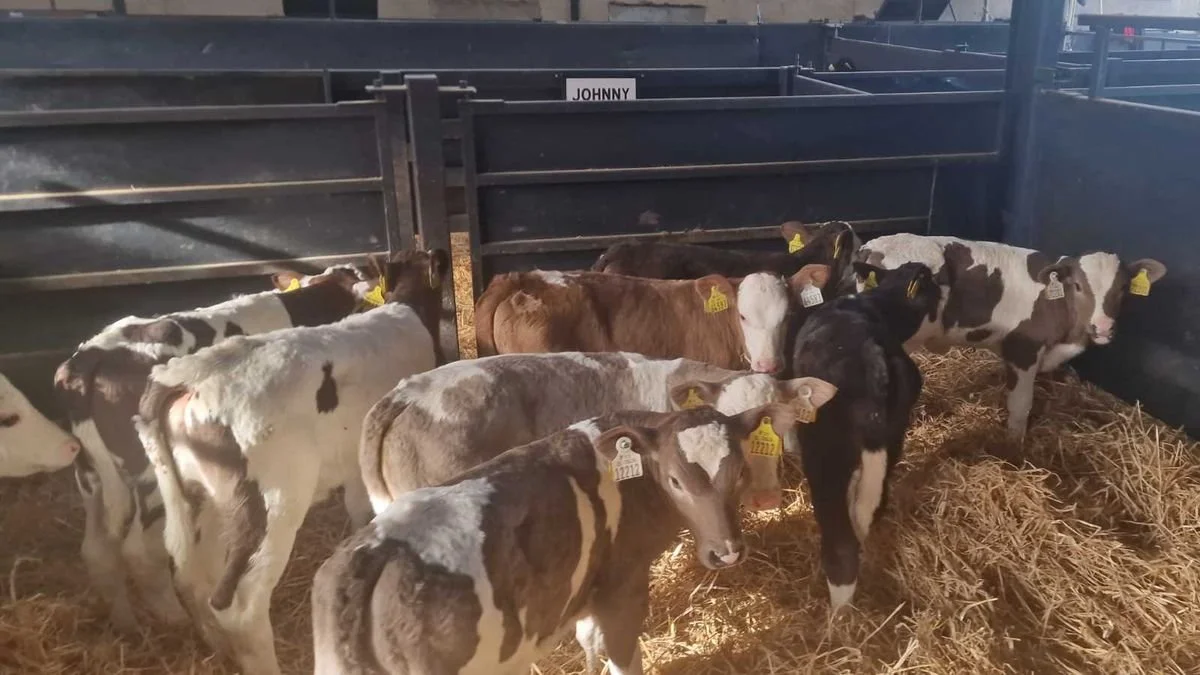 9 Flexi Cross heifers for sale