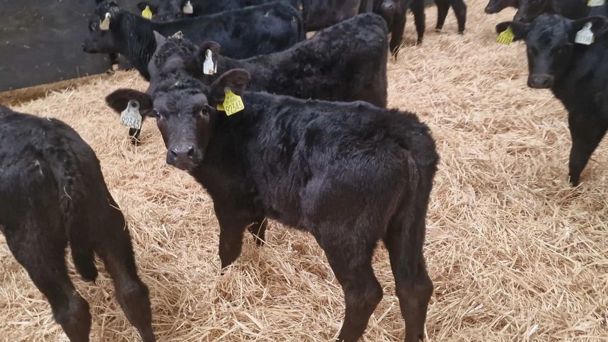 18 Quality Aberdeen Angus heifers