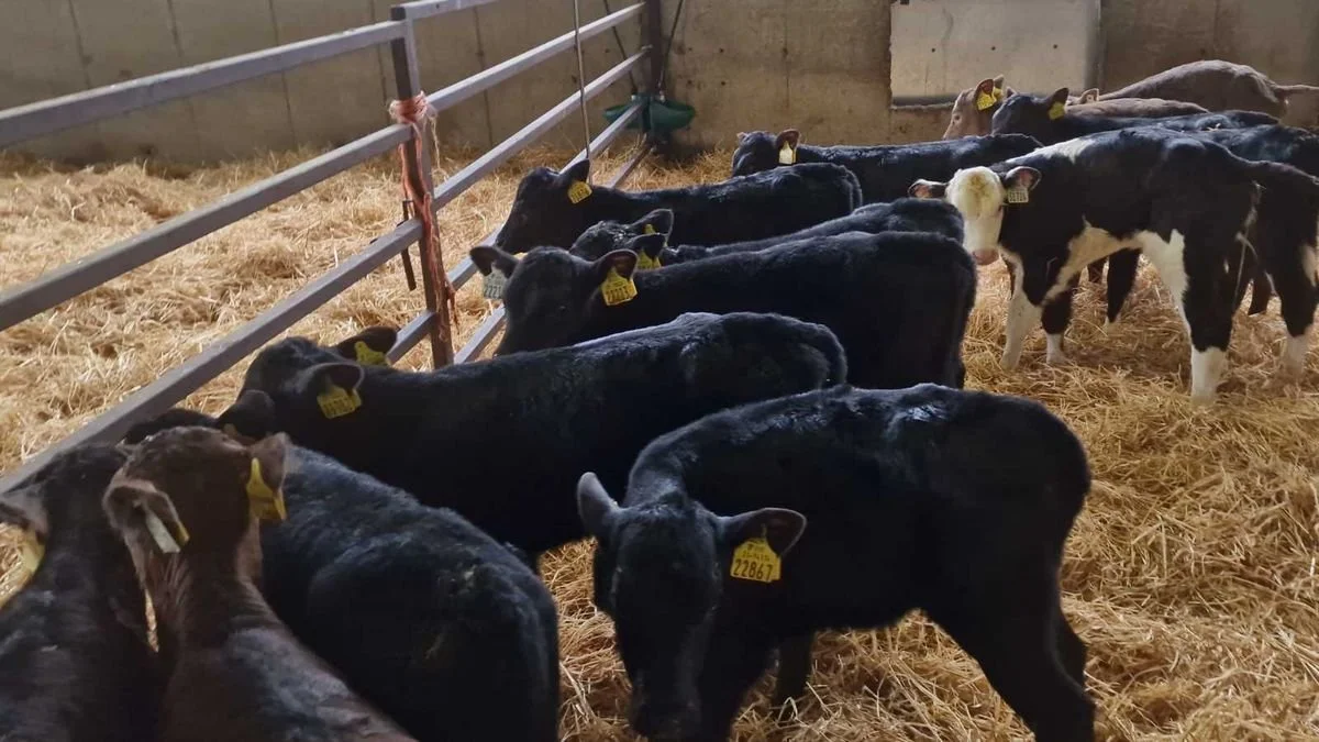 20 colour calves for sale