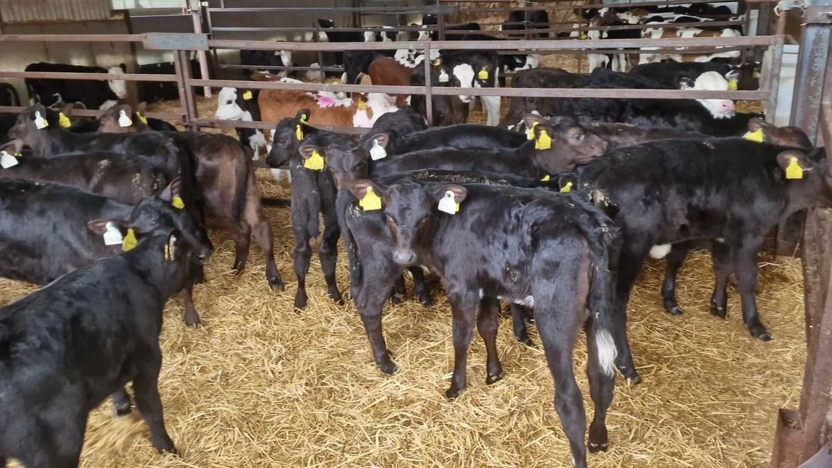 25 Quality Aberdeen Angus heifers 
