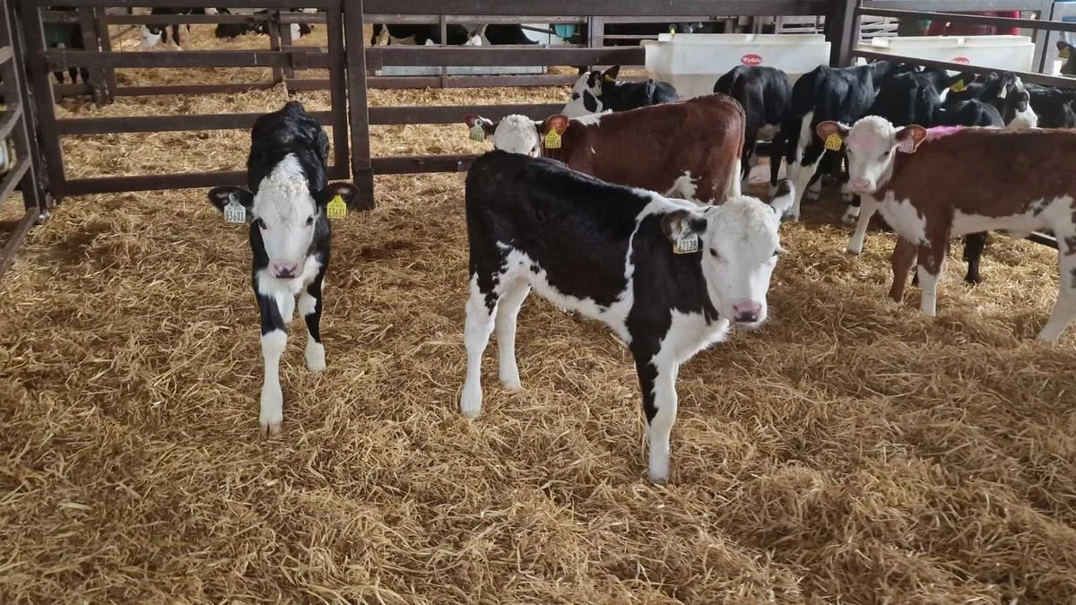 25 Quality Hereford heifers for sale