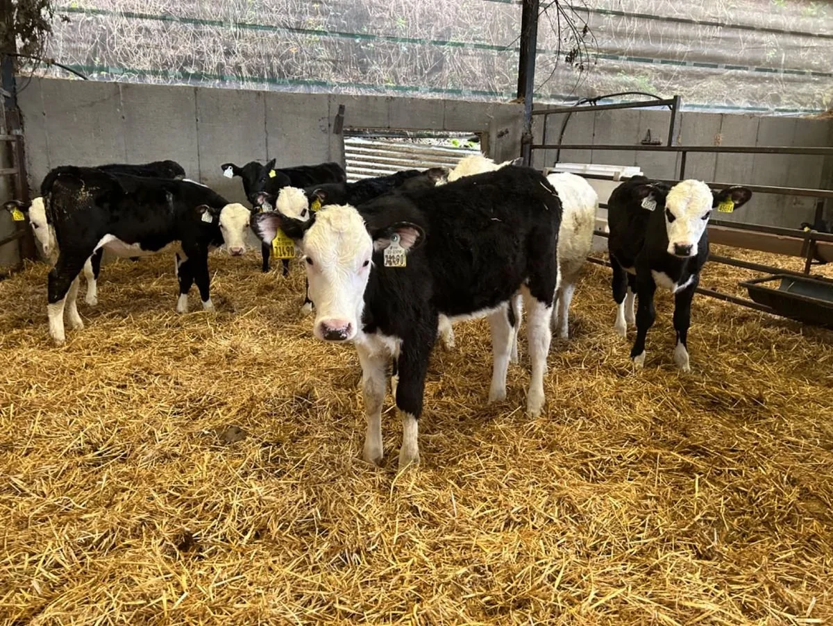 12 Reared Heifers calves for sale