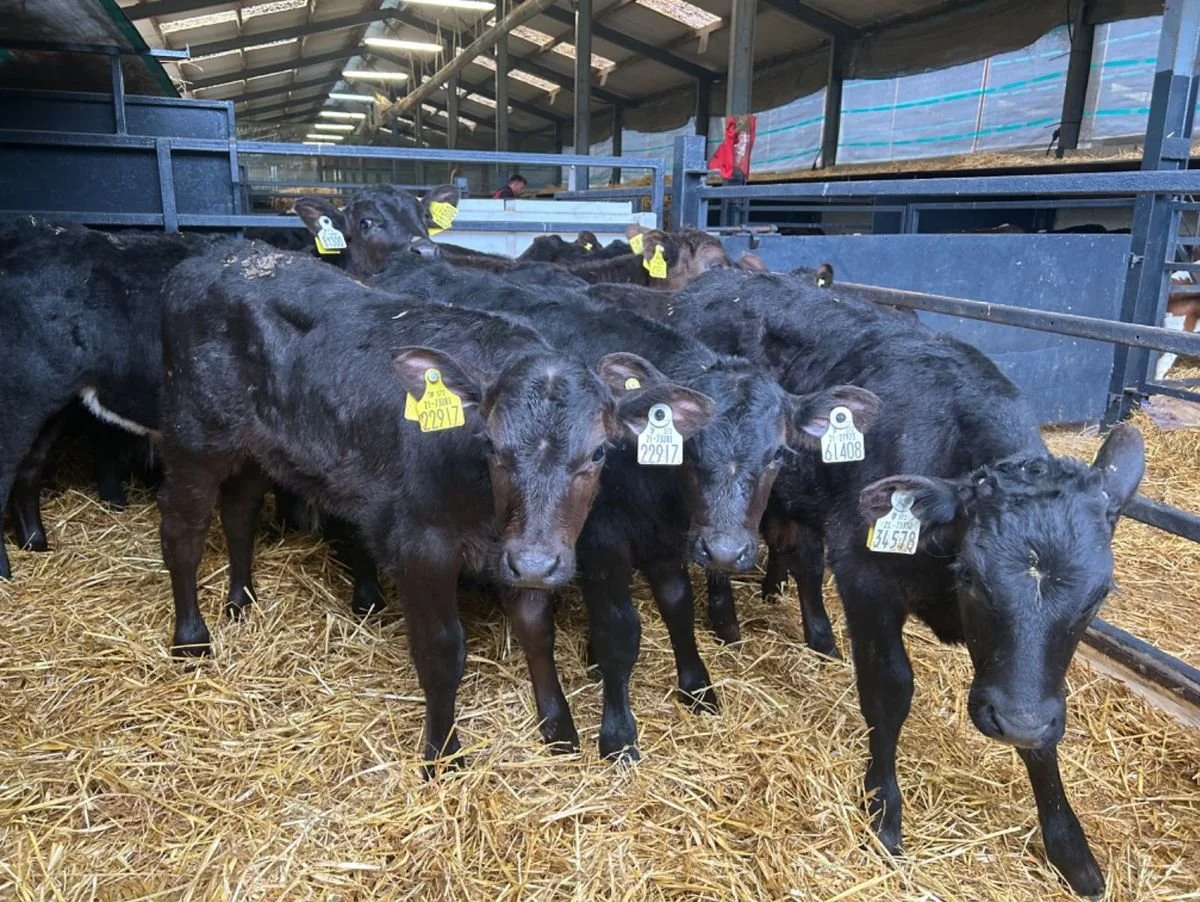  20 Top Angus bull calves 