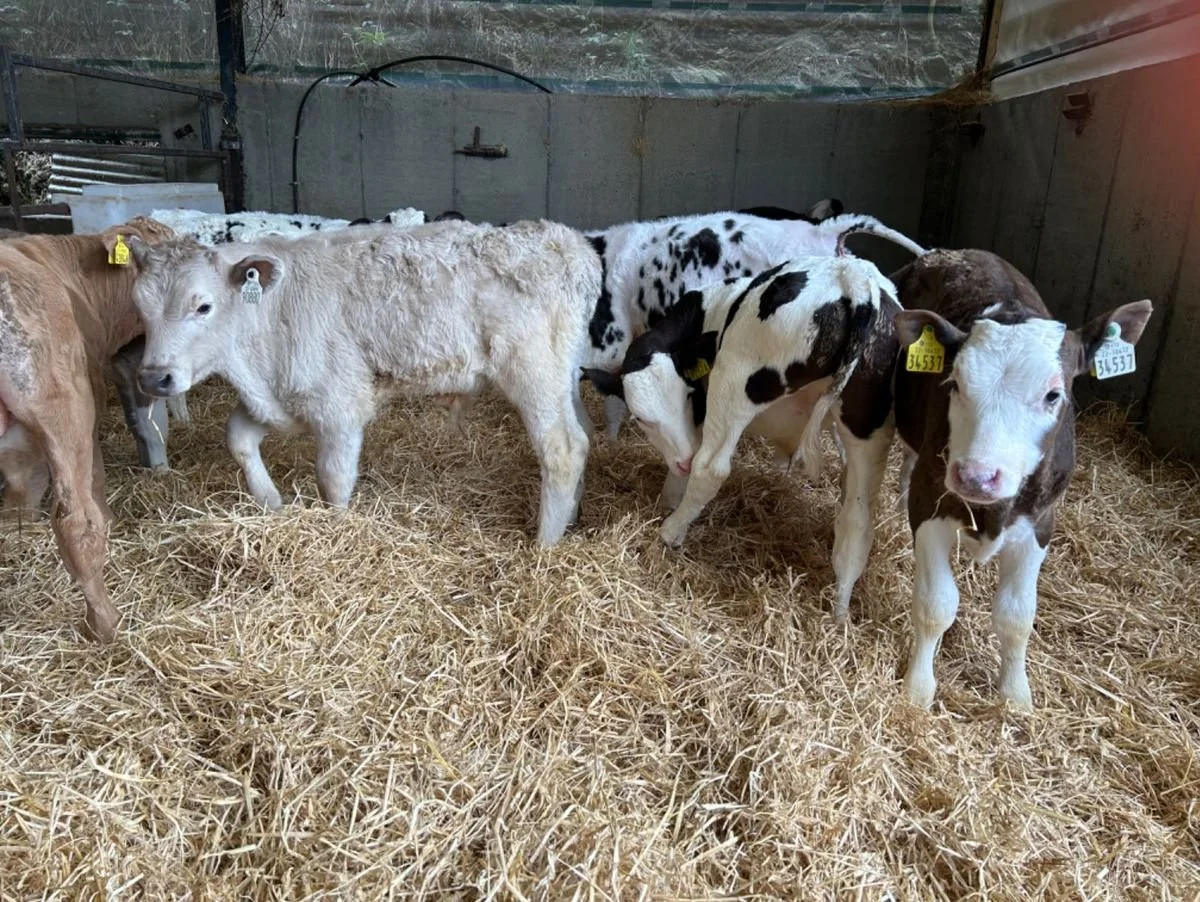 10 REARED CONTINENTAL BULLS