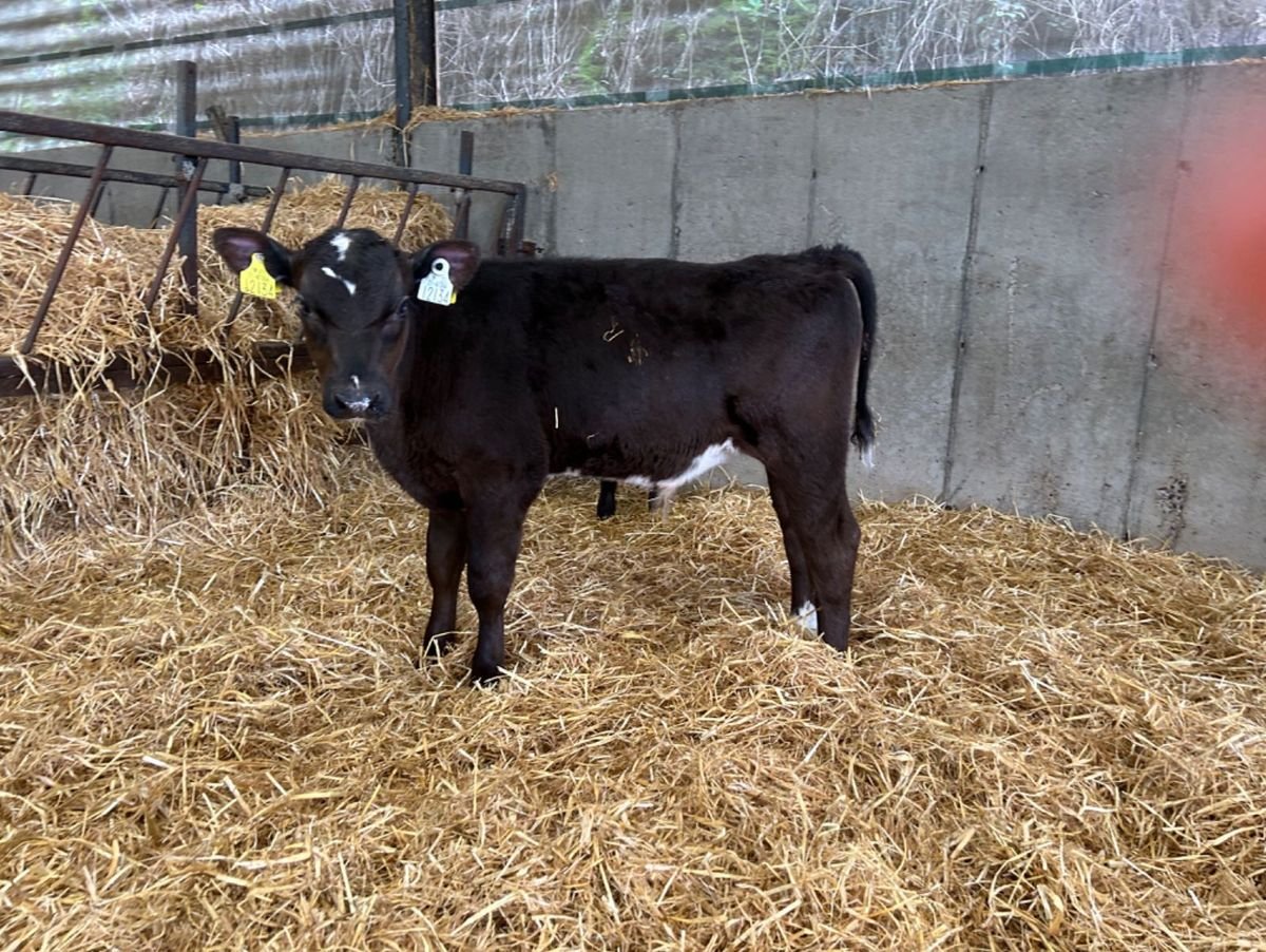  7 WELL REARED ANGUS BULLS