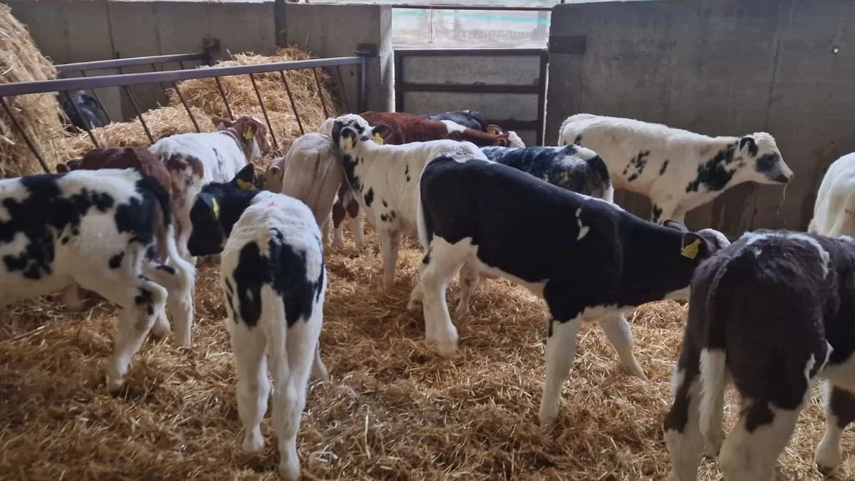 15 Continental bull calves