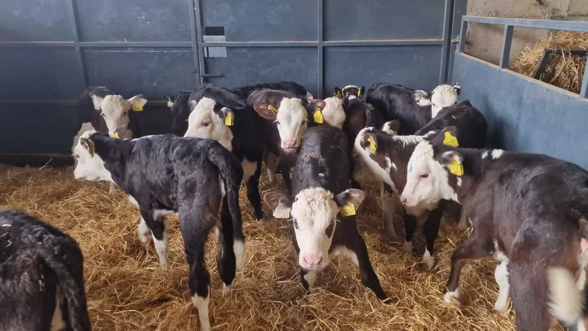 16 Hereford heifers