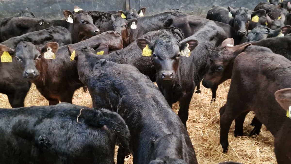 25 Aberdeen angus heifers