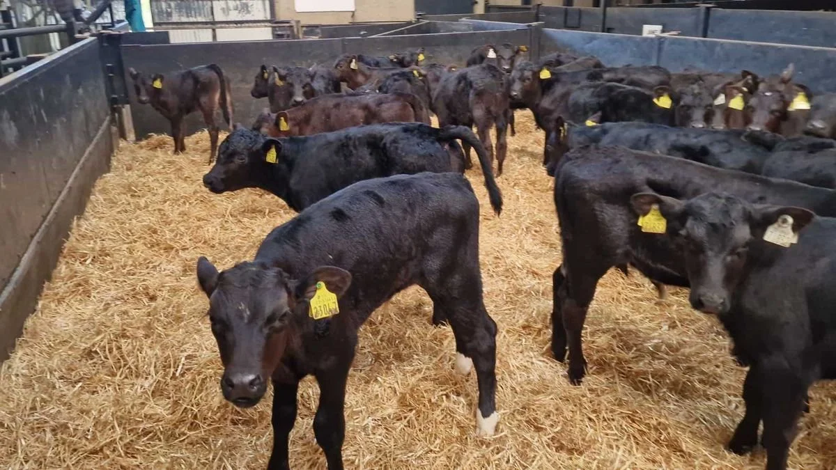 40 Aberdeen angus bulls