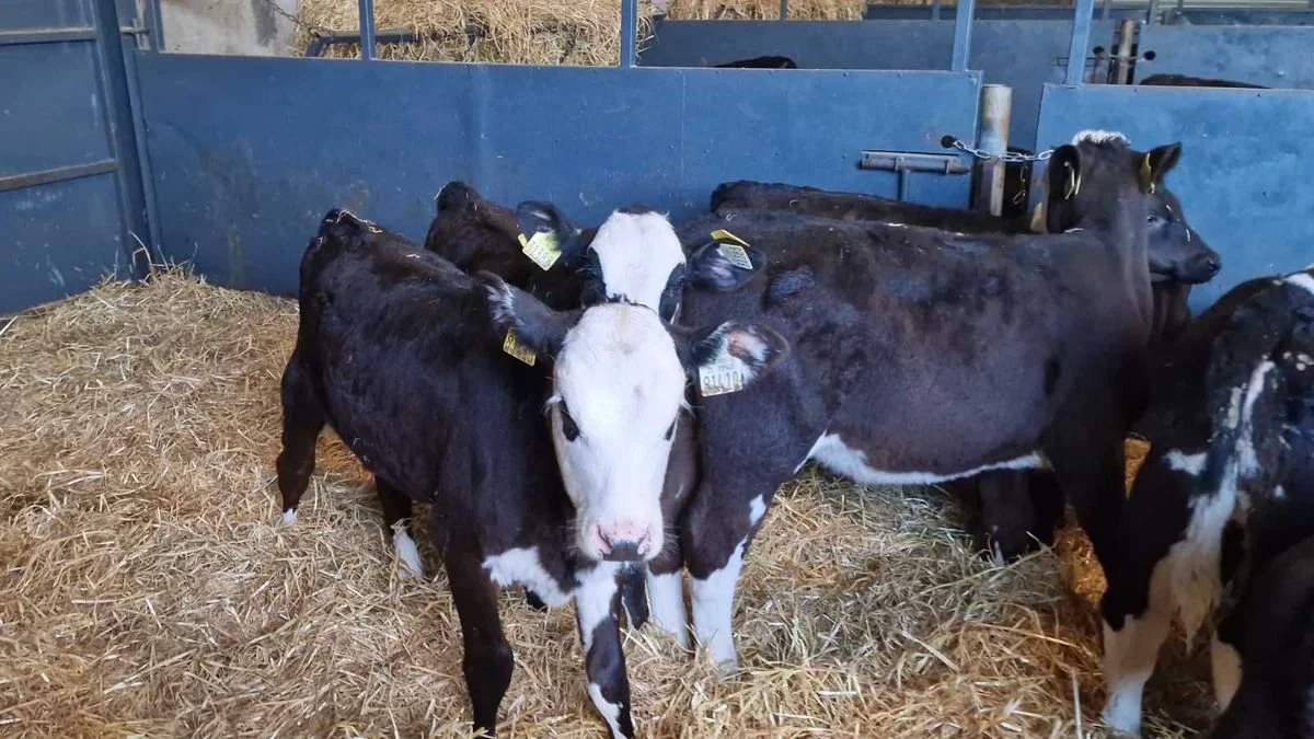 15 Reared heifer calves