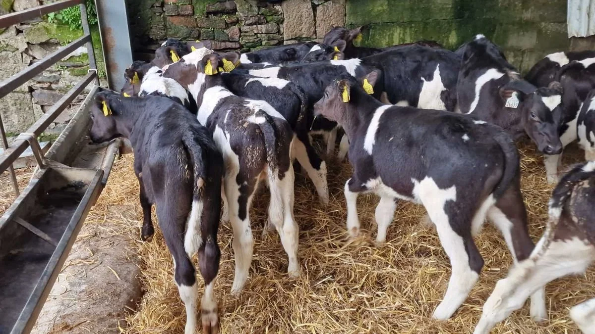 20 Reared friesians bulls