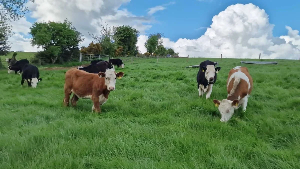      

 
   10 Hereford Heifers for sale   Same quality throughout the group   Recently dosed   Delivery available   Contact sales team : James 0879238232 Seamus 0872547339   Www.wicklowcalfcompany.ie 
 




















  
  



    












