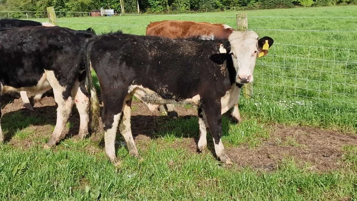 12 Hereford bull weanlings for sale