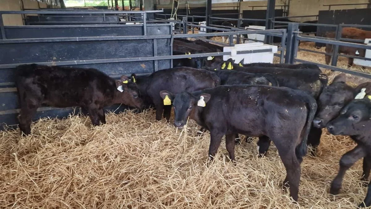 30 Reared Aberdeen angus heifers