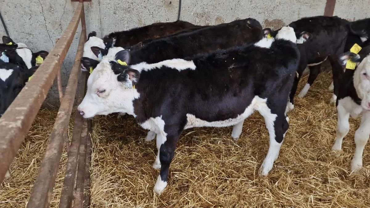14 Heifers for grass