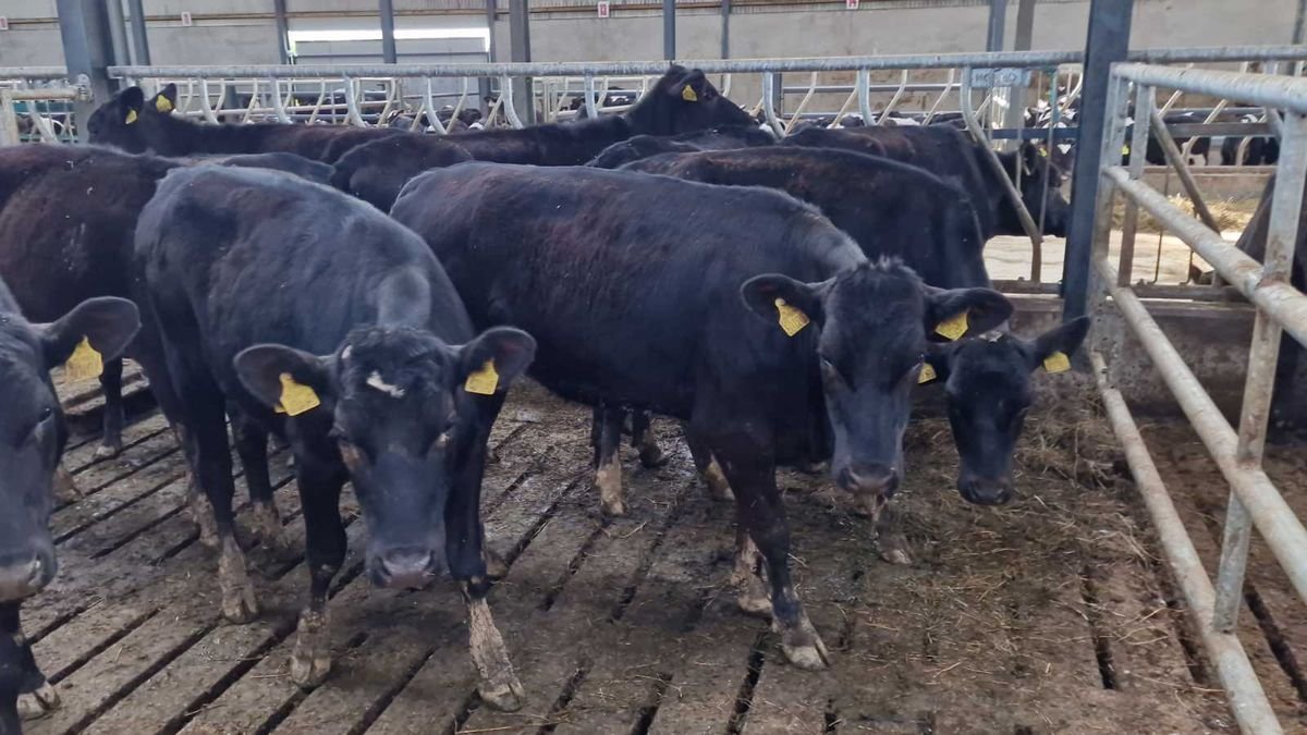 10 Aberdeen angus heifers