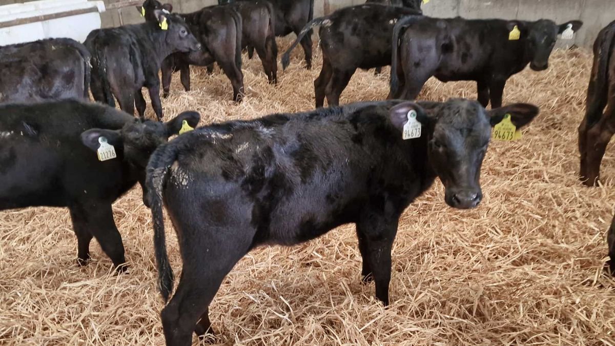 15 Aberdeen angus females