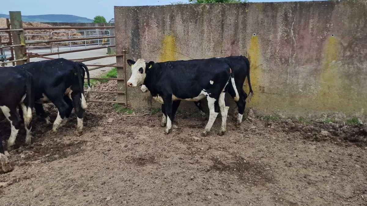 12 Heifers for sale