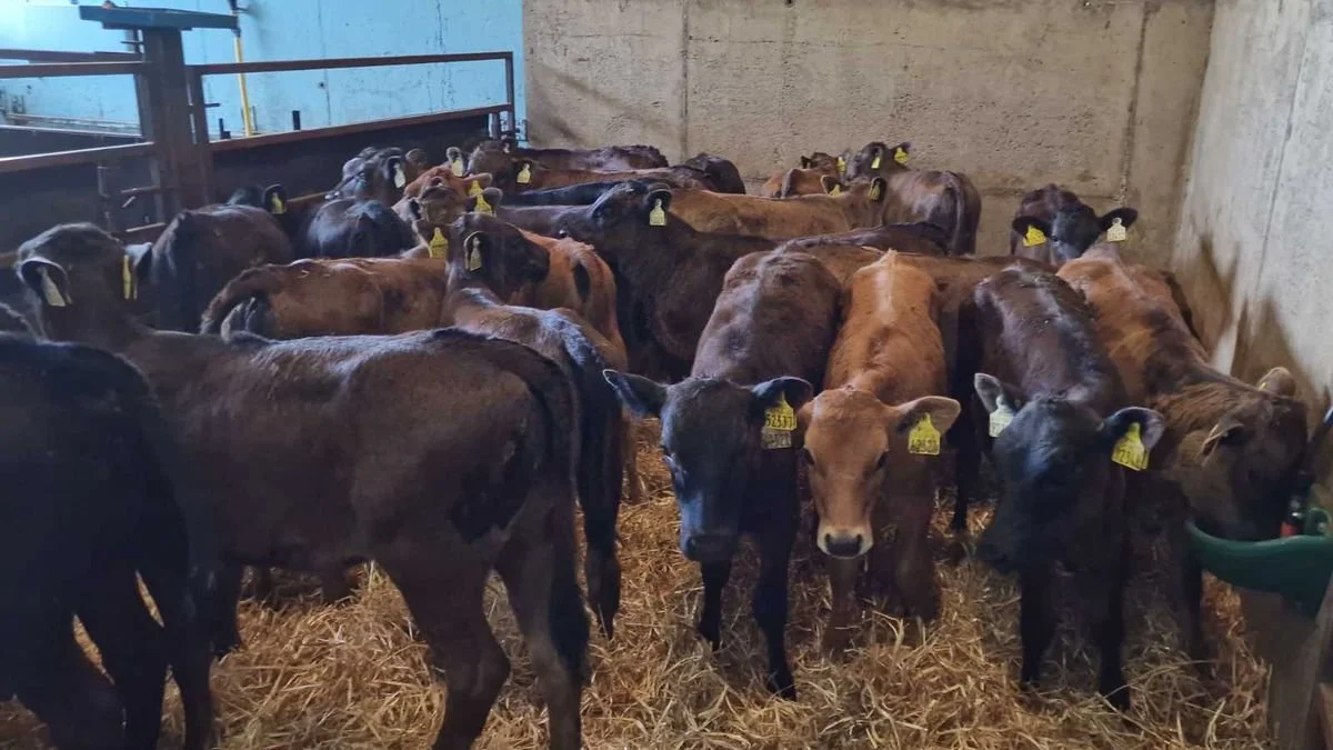 35 Aubrac heifers