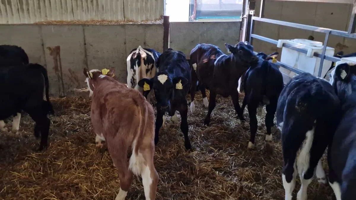 14 heifers for sale