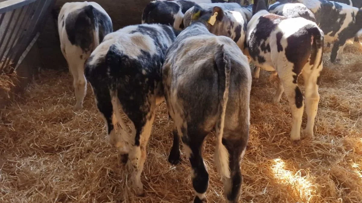 14 Proper belgian blue bulls