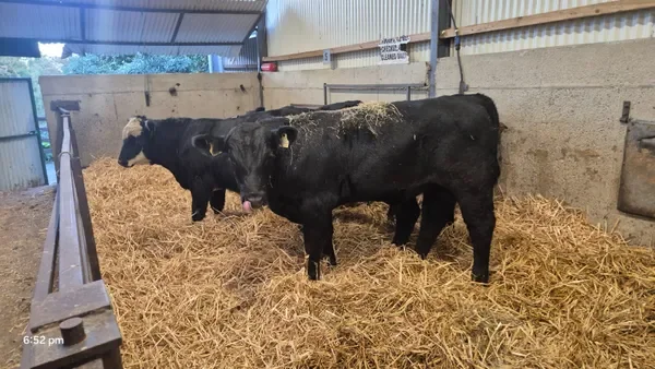5 Proper Suckler bred Angus bulls
