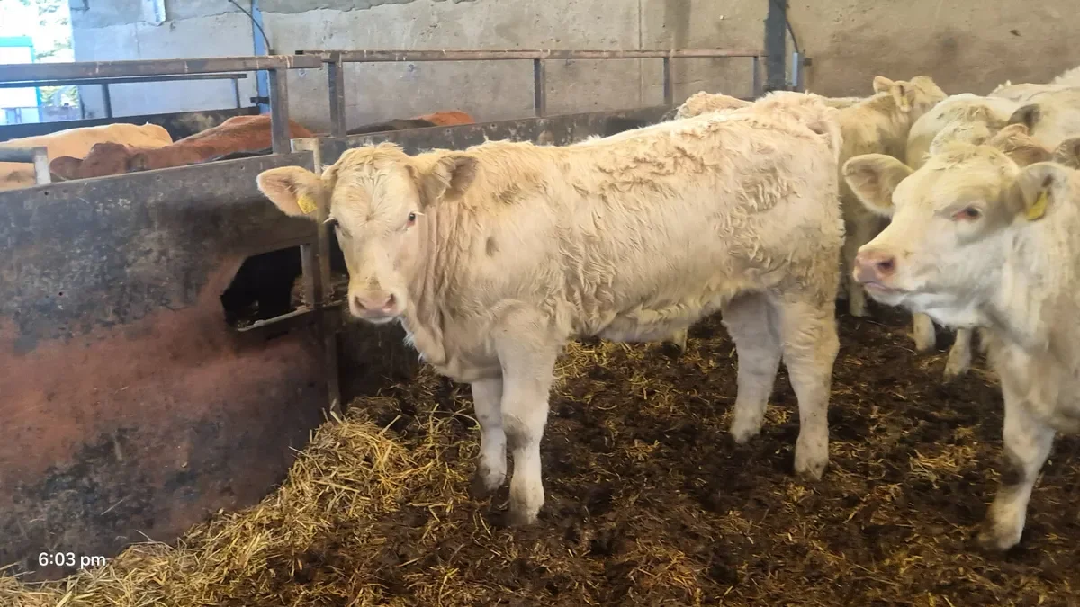 10 suckler Charalois heifers for sale