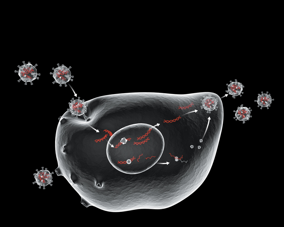 SA_virus_cycle_final.jpg