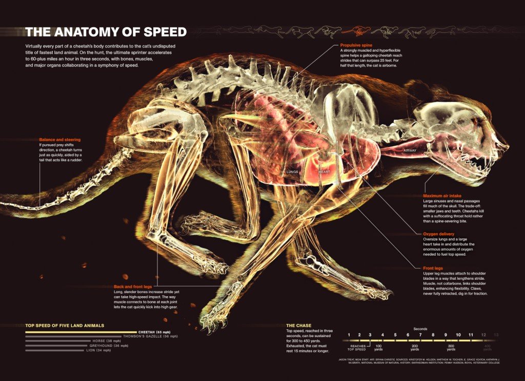 the-anatomy-of-speed-infographic.jpeg