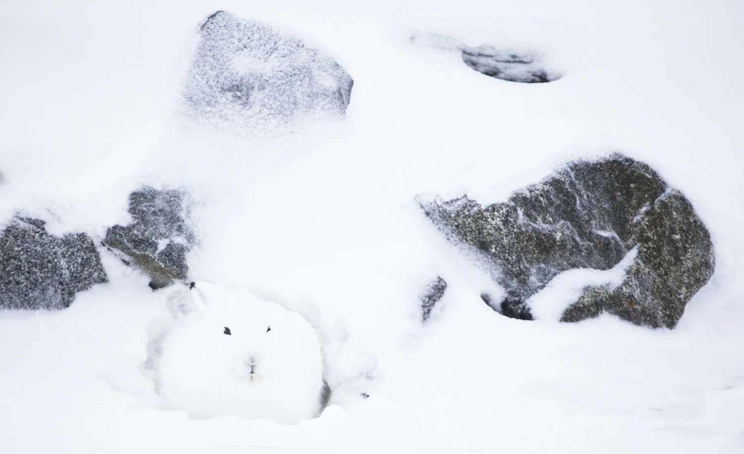 20111026-winter_camo-2.jpg