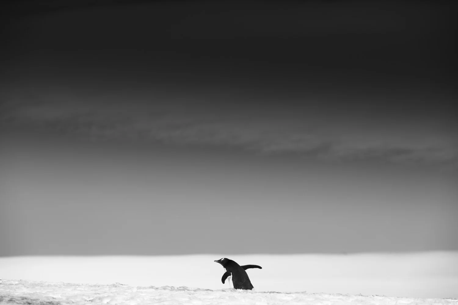 20170303-20170303-0B3A5661.jpg