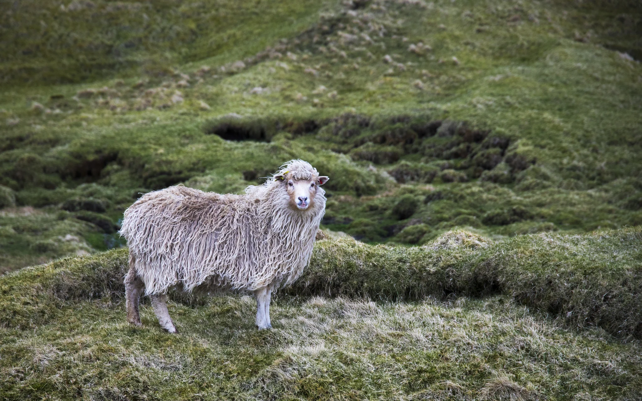 A Faroe Island sheep - because it’s as Irish-looking as I have without actually having started my Irish photography yet.