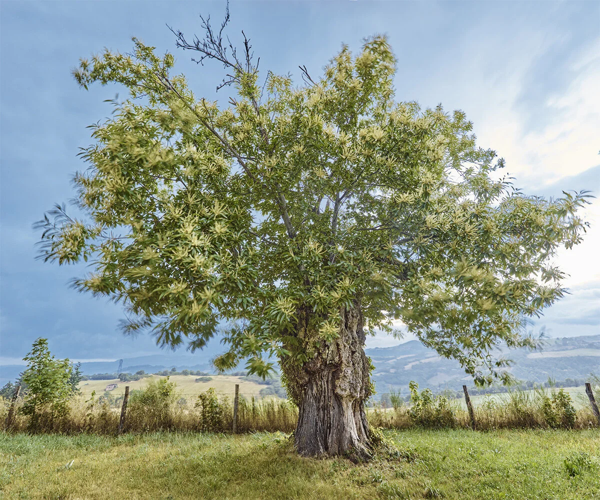 ©marccramer_M1003225-M1003227-3 images copy.JPG