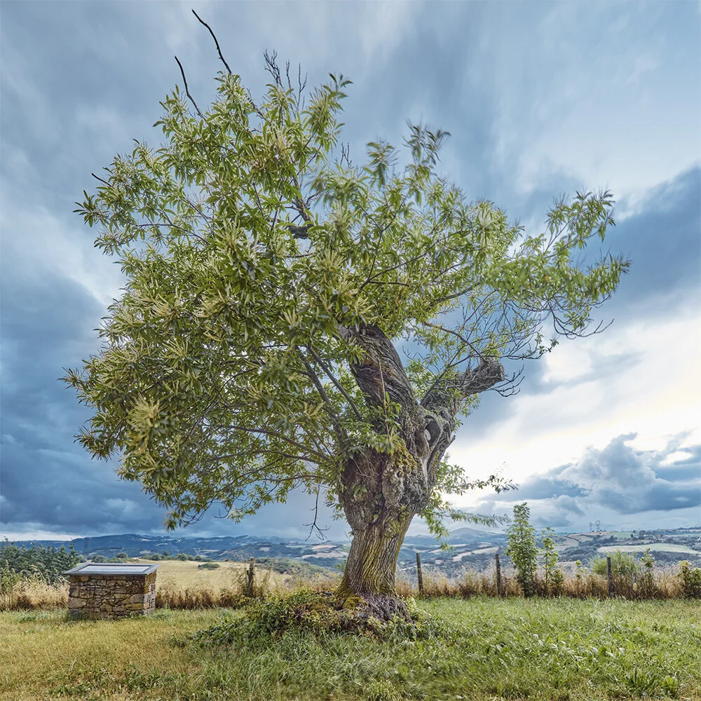 ©marccramer_M1003234-M1003236-3 images.JPG