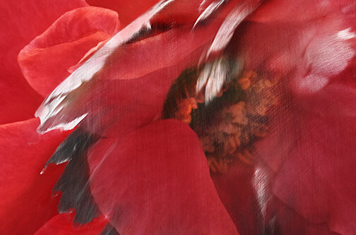 marc cramer-corneille Bouton Rose.JPG