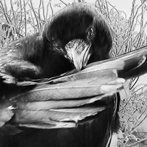 marccramer-Corneille_decor_WEB 1_INDEX_4x4.jpg