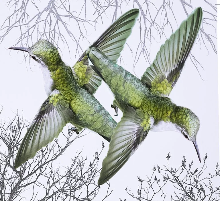 marccramer-COLIBRIS-8x7,29 in 96dpi copy.jpg